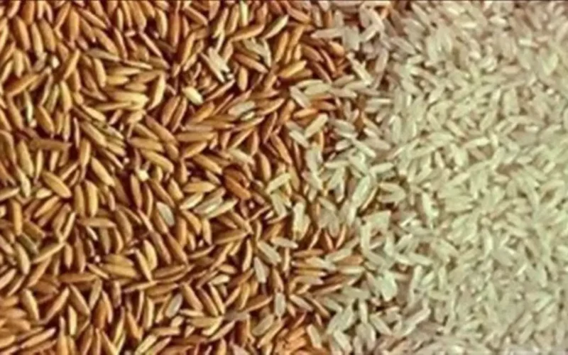 سعر الأرز الشعير يتغير في السوق الثلاثاء 17 مارس 2026